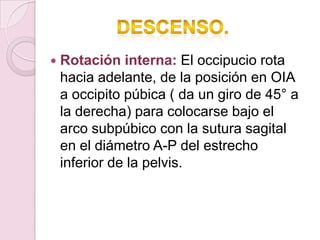    Rotación interna: El occipucio rota
    hacia adelante, de la posición en OIA
    a occipito púbica ( da un giro de 45° a
    la derecha) para colocarse bajo el
    arco subpúbico con la sutura sagital
    en el diámetro A-P del estrecho
    inferior de la pelvis.
 