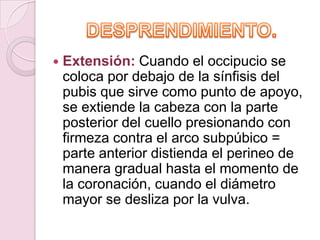    Extensión: Cuando el occipucio se
    coloca por debajo de la sínfisis del
    pubis que sirve como punto de apoyo,
    se extiende la cabeza con la parte
    posterior del cuello presionando con
    firmeza contra el arco subpúbico =
    parte anterior distienda el perineo de
    manera gradual hasta el momento de
    la coronación, cuando el diámetro
    mayor se desliza por la vulva.
 