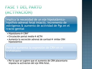 Implica la necesidad de un eje hipotalámico-
hipófisis-adrenal fetal intacto, incremento de
estrógenos & aumento de actividad de Pgs en el
tracto genital
• Hipotálamo CRH*
• Circulación portal media ACTH
• Aumenta la secreción adrenal de cortisol inhibe CRH
  hipotalámico

Pero se aumenta la expresión de CRH en el
trofoblasto


• Por lo que se sugiere que el aumento de CRH placentario
  impulse la activacion del eje HHA fetal.
 