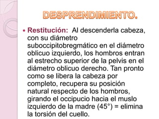    Restitución: Al descenderla cabeza,
    con su diámetro
    suboccipitobregmático en el diámetro
    oblicuo izquierdo, los hombros entran
    al estrecho superior de la pelvis en el
    diámetro oblicuo derecho. Tan pronto
    como se libera la cabeza por
    completo, recupera su posición
    natural respecto de los hombros,
    girando el occipucio hacia el muslo
    izquierdo de la madre (45°) = elimina
    la torsión del cuello.
 