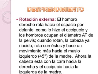    Rotación externa: El hombro
    derecho rota hacia el espacio por
    delante, como lo hizo el occipucio y
    los hombros ocupan el diámetro AT de
    la pelvis; cuando rotan, la cabeza ya
    nacida, rota con éstos y hace un
    movimiento más hacia el muslo
    izquierdo (45°) de la madre. Ahora la
    cabeza esta con la cara hacia la
    derecha y el occipucio hacia la
    izquierda de la madre.
 