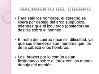    Para salir los hombros, el derecho se
    libera por debajo del arco subpúbico,
    mientras que el izquierdo (posterior) se
    desliza sobre el perineo.

   El resto del cuerpo nace sin dificultad, ya
    que sus diámetros son menores que los
    de la cabeza o los hombros.

   Los brazos por lo común están
    flexionados sobre el tórax con las manos
    debajo del mentón.
 