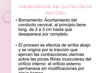    Borramiento: Acortamiento del
    conducto cervical, al principio tiene
    long. de 2 a 3 cm hasta que
    desaparece por completo.

   El proceso se efectúa de arriba abajo
    y se origina por la tracción que
    ejercen las contracciones uterinas
    sobre las pocas fibras musculares del
    orificio interno: el orificio externo
    permanece sin modificaciones por
 