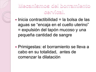    Inicia contractibilidad = la bolsa de las
    aguas se “encaja en el cuello uterino”
    = expulsión del tapón mucoso y una
    pequeña cantidad de sangre

   Primigestas: el borramiento se lleva a
    cabo en su totalidad, antes de
    comenzar la dilatación
 