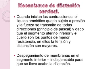    Cuando inician las contracciones, el
    liquido amniótico queda sujeto a presión
    y la fuerza se transmite de todas
    direcciones (principio de pascal) y dado
    que el segmento uterino inferior y el
    cuello son los puntos de menor
    resistencia, en ellos la tensión y
    distensión son mayores.

   Despegamiento de membranas en el
    segmento inferior = indispensable para
    que se lleve acabo la dilatación.
 