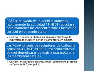 PGF2 derivada de la decidua aumenta
rapidamente la actividad 11-HSD1 reductasa
para mantener las concentraciones locales de
cortisol en el amnio corion
• Cortisol aumenta PGHS-2 en amnios y disminuye la
  expresión de PGDH en corion y aumentarla en amnios.

Las PGs sintesis de receptores de oxitocina,
conexina 43, PGE, PGHS-2, asi como sintesis
de metaloproteasas de matriz extracelular en
las membranas fetales.
• Cortisol: maduracion organica fetal (pulmones proteína
  sulfactacte & fosfolipidos)
 