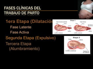 FASES CLÍNICAS DEL
TRABAJO DE PARTO

1era Etapa (Dilatación)
   Fase Latente
   Fase Activa
Segunda Etapa (Expulsivo)
Tercera Etapa
  (Alumbramiento)
 