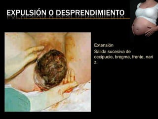 EXPULSIÓN O DESPRENDIMIENTO


                    Extensión
                    Salida sucesiva de
                    occipucio, bregma, frente, nari
                    z.
 