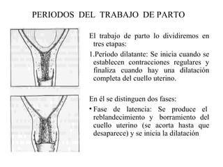 PERIODOS DEL TRABAJO DE PARTO
El trabajo de parto lo dividiremos en
tres etapas:
1.Período dilatante: Se inicia cuando se
establecen contracciones regulares y
finaliza cuando hay una dilatación
completa del cuello uterino.
En él se distinguen dos fases:
• Fase de latencia: Se produce el
reblandecimiento y borramiento del
cuello uterino (se acorta hasta que
desaparece) y se inicia la dilatación
 