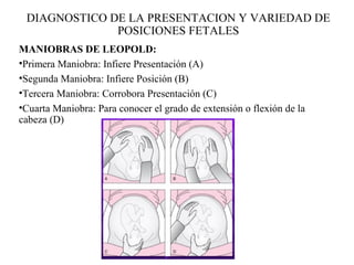 MANIOBRAS DE LEOPOLD:
•Primera Maniobra: Infiere Presentación (A)
•Segunda Maniobra: Infiere Posición (B)
•Tercera Maniobra: Corrobora Presentación (C)
•Cuarta Maniobra: Para conocer el grado de extensión o flexión de la
cabeza (D)
DIAGNOSTICO DE LA PRESENTACION Y VARIEDAD DE
POSICIONES FETALES
 