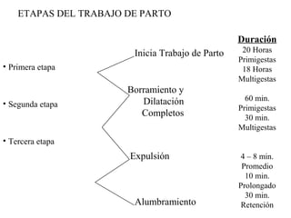 ETAPAS DEL TRABAJO DE PARTO
• Primera etapa
• Segunda etapa
• Tercera etapa
Alumbramiento
Expulsión
Borramiento y
Dilatación
Completos
Inicia Trabajo de Parto
Duración
20 Horas
Primigestas
18 Horas
Multigestas
60 min.
Primigestas
30 min.
Multigestas
4 – 8 min.
Promedio
10 min.
Prolongado
30 min.
Retención
 