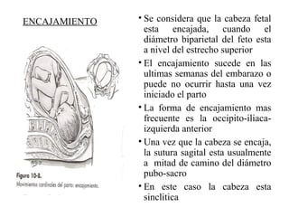 ENCAJAMIENTO • Se considera que la cabeza fetal
esta encajada, cuando el
diámetro biparietal del feto esta
a nivel del estrecho superior
• El encajamiento sucede en las
ultimas semanas del embarazo o
puede no ocurrir hasta una vez
iniciado el parto
• La forma de encajamiento mas
frecuente es la occipito-iliaca-
izquierda anterior
• Una vez que la cabeza se encaja,
la sutura sagital esta usualmente
a mitad de camino del diámetro
pubo-sacro
• En este caso la cabeza esta
sinclitica
 
