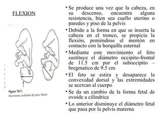 FLEXION
• Se produce una vez que la cabeza, en
su descenso, encuentra alguna
resistencia, bien sea cuello uterino o
paredes y piso de la pelvis
• Debido a la forma en que se inserta la
cabeza en el tronco, se propicia la
flexión, poniéndose el mentón en
contacto con la horquilla esternal
• Mediante este movimiento el feto
sustituye el diámetro occipito-frontal
de 11.5 cm por el suboccipito –
bregmatico de 9.5 cm
• El feto se estira y desaparece la
convexidad dorsal y las extremidades
se acercan al cuerpo
• Se da un cambio de la forma fetal de
ovoide a cilíndrica
• Lo anterior disminuye el diámetro fetal
que pasa por la pelvis materna
 