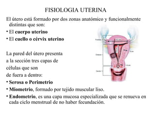 FISIOLOGIA UTERINA
El útero está formado por dos zonas anatómico y funcionalmente
distintas que son:
• El cuerpo uterino
• El cuello o cérvix uterino
La pared del útero presenta
a la sección tres capas de
células que son
de fuera a dentro:
• Serosa o Perimetrio
• Miometrio, formado por tejido muscular liso.
• Endometrio, es una capa mucosa especializada que se renueva en
cada ciclo menstrual de no haber fecundación.
 