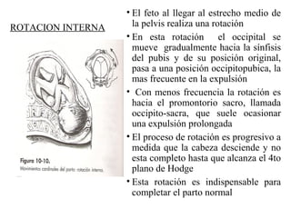 ROTACION INTERNA
• El feto al llegar al estrecho medio de
la pelvis realiza una rotación
• En esta rotación el occipital se
mueve gradualmente hacia la sínfisis
del pubis y de su posición original,
pasa a una posición occipitopubica, la
mas frecuente en la expulsión
• Con menos frecuencia la rotación es
hacia el promontorio sacro, llamada
occipito-sacra, que suele ocasionar
una expulsión prolongada
• El proceso de rotación es progresivo a
medida que la cabeza desciende y no
esta completo hasta que alcanza el 4to
plano de Hodge
• Esta rotación es indispensable para
completar el parto normal
 