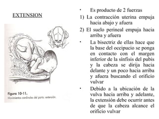 EXTENSION
• Es producto de 2 fuerzas
1) La contracción uterina empuja
hacia abajo y afuera
2) El suelo perineal empuja hacia
arriba y afuera
• La bisectriz de ellas hace que
la base del occipucio se ponga
en contacto con el margen
inferior de la sínfisis del pubis
y la cabeza se dirija hacia
delante y un poco hacia arriba
y afuera buscando el orificio
vulvar
• Debido a la ubicación de la
vulva hacia arriba y adelante,
la extensión debe ocurrir antes
de que la cabeza alcance el
orificio vulvar
 