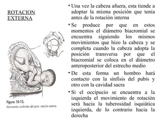 ROTACION
EXTERNA
• Una vez la cabeza afuera, esta tiende a
adoptar la misma posición que tenia
antes de la rotación interna
• Se produce por que en estos
momentos el diámetro biacromial se
encuentra siguiendo los mismos
movimientos que hizo la cabeza y se
completa cuando la cabeza adopta la
posición transversa por que el
biacromial se coloca en el diámetro
anteroposterior del estrecho medio
• De esta forma un hombro hará
contacto con la sínfisis del pubis y
otro con la cavidad sacra
• Si el occipucio se encuentra a la
izquierda el movimiento de rotación
será hacia la tuberosidad isquiática
izquierda, de lo contrario hacia la
derecha
 