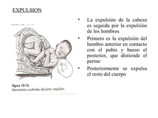 EXPULSION
• La expulsión de la cabeza
es seguida por la expulsión
de los hombros
• Primero es la expulsión del
hombro anterior en contacto
con el pubis y hueso el
posterior, que distiende el
perine
• Posteriormente se expulsa
el resto del cuerpo
 