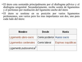 • El útero esta sostenido principalmente por el diafragma pélvico y el
diafragma urogenital. Secundariamente, recibe sostén de ligamentos
y el peritoneo por mediación del ligamento ancho del útero
• El útero se sostiene en su posición por varios ligamentos
peritoneanos, son varios pero los mas importantes son dos, uno para
cada lado del útero:
 