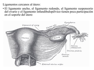 Ligamentos cercanos al útero:
• El ligamento ancho, el ligamento redondo, el ligamento suspensorio
del ovario y el ligamento infundibulopélvico tienen poca participación
en el soporte del útero
 