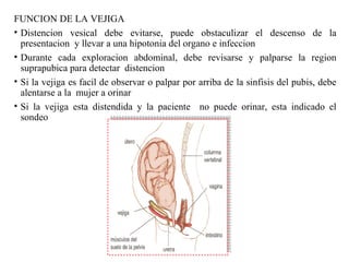 FUNCION DE LA VEJIGA
• Distencion vesical debe evitarse, puede obstaculizar el descenso de la
presentacion y llevar a una hipotonia del organo e infeccion
• Durante cada exploracion abdominal, debe revisarse y palparse la region
suprapubica para detectar distencion
• Si la vejiga es facil de observar o palpar por arriba de la sinfisis del pubis, debe
alentarse a la mujer a orinar
• Si la vejiga esta distendida y la paciente no puede orinar, esta indicado el
sondeo
 