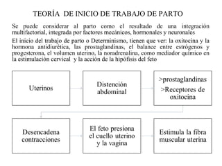 Se puede considerar al parto como el resultado de una integración
multifactorial, integrada por factores mecánicos, hormonales y neuronales
El inicio del trabajo de parto o Determinismo, tienen que ver: la oxitocina y la
hormona antidiurética, las prostaglandinas, el balance entre estrógenos y
progesterona, el volumen uterino, la noradrenalina, como mediador químico en
la estimulación cervical y la acción de la hipófisis del feto
TEORÍA DE INICIO DE TRABAJO DE PARTO
 