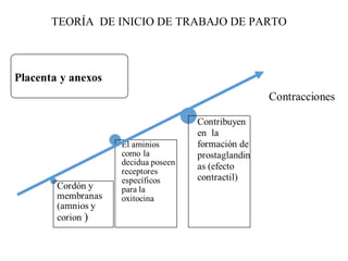 TEORÍA DE INICIO DE TRABAJO DE PARTO
 