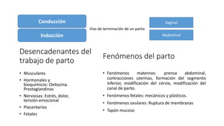Desencadenantes del
trabajo de parto
Conducción
• Musculares
• Hormonales y
bioquímicos: Oxitocina.
Prostaglandinas
• Nerviosas: Estrés, dolor,
tensión emocional
• Placentarios
• Fetales
Inducción
Vías de terminación de un parto:
Vaginal
Abdominal
Fenómenos del parto
• Fenómenos maternos: prensa abdominal,
contracciones uterinas, formación del segmento
inferior, modificación del cérvix, modificación del
canal de parto.
• Fenómenos fetales: mecánicos y plásticos.
• Fenómenos ovulares: Ruptura de membranas
• Tapón mucoso
 