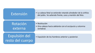 • La cabeza fetal se extiende rotando alrededor de la sínfisis
del púbis. Va saliendo frente, cara y mentón del feto.Extensión
• Restitución
• Gira cabeza hacia adelante con el occipucio y columna
vertebral.
Rotación
externa
• Expulsión de los hombros anterior y posterior.Expulsión del
resto del cuerpo
 