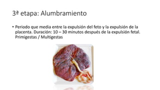 3ª etapa: Alumbramiento
• Periodo que media entre la expulsión del feto y la expulsión de la
placenta. Duración: 10 – 30 minutos después de la expulsión fetal.
Primigestas / Multigestas
 