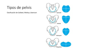 Tipos de pelvis
Clasificación de Caldwel, Molloy y Swenson
 