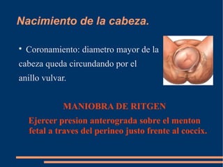Nacimiento de la cabeza. 
 Coronamiento: diametro mayor de la 
cabeza queda circundando por el 
anillo vulvar. 
MANIOBRA DE RITGEN 
Ejercer presion anterograda sobre el menton 
fetal a traves del perineo justo frente al coccix. 
 
