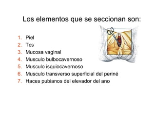 Los elementos que se seccionan son: 
1. Piel 
2. Tcs 
3. Mucosa vaginal 
4. Musculo bulbocavernoso 
5. Musculo isquiocavernoso 
6. Musculo transverso superficial del periné 
7. Haces pubianos del elevador del ano 
 