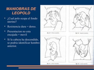 MANIOBRAS DE 
LEOPOLD 
 ¿Cual polo ocupa el fondo 
uterino? 
 Resistencia dura = dorso. 
 Presentacion no esta 
encajada = movil 
 Si la cabeza ha descendido, 
se podria identificar hombro 
anterior. 
 