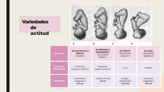 Comprehensive Overview of Normal Labor and Delivery Processes | PPTX