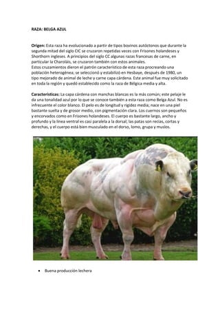 RAZA: BELGA AZUL
Origen: Esta raza ha evolucionado a partir de tipos bovinos autóctonos que durante la
segunda mitad del siglo CIC se cruzaron repetidas veces con Frisones holandeses y
Shorthorn ingleses. A principios del siglo CC algunas razas francesas de carne, en
particular la Charoláis, se cruzaron también con estos animales.
Estos cruzamientos dieron el patrón característico de esta raza procreando una
población heterogénea; se seleccionó y estabilizó en Hesbaye, después de 1980, un
tipo mejorado de animal de leche y carne capa cárdena. Este animal fue muy solicitado
en toda la región y quedó establecido como la raza de Bélgica media y alta.
Características: La capa cárdena con manchas blancas es la más común; este pelaje le
da una tonalidad azul por lo que se conoce también a esta raza como Belga Azul. No es
infrecuente el color blanco. El pelo es de longitud y rigidez media; nace en una piel
bastante suelta y de grosor medio, con pigmentación clara. Los cuernos son pequeños
y encorvados como en Frisones holandeses. El cuerpo es bastante largo, ancho y
profundo y la línea ventral es casi paralela a la dorsal; las patas son recias, cortas y
derechas, y el cuerpo está bien musculado en el dorso, lomo, grupa y muslos.
 Buena producción lechera
 