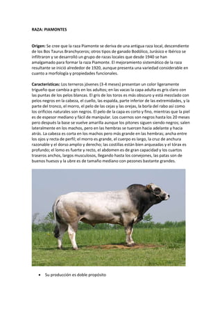 RAZA: PIAMONTES
Origen: Se cree que la raza Piamonte se deriva de una antigua raza local, descendiente
de los Bos Taurus Branchyceros; otros tipos de ganado Bodólico, Jurásico e Ibérico se
infiltraron y se desarrolló un grupo de razas locales que desde 1940 se han
amalgamado para formar la raza Piamonte. El mejoramiento sistemático de la raza
resultante se inició alrededor de 1920, aunque presenta una variedad considerable en
cuanto a morfología y propiedades funcionales.
Características: Los terneros jóvenes (3-4 meses) presentan un color ligeramente
trigueño que cambia a gris en los adultos; en las vacas la capa adulta es gris claro con
las puntas de los pelos blancas. El gris de los toros es más obscuro y está mezclado con
pelos negros en la cabeza, el cuello, las espalda, parte inferior de las extremidades, y la
parte del tronco, el morro, el pelo de las cejas y las orejas, la borla del rabo así como
los orificios naturales son negros. El pelo de la capa es corto y fino, mientras que la piel
es de espesor mediano y fácil de manipular. Los cuernos son negros hasta los 20 meses
pero después la base se vuelve amarilla aunque los pitones siguen siendo negros; salen
lateralmente en los machos, pero en las hembras se tuercen hacia adelante y hacia
atrás. La cabeza es corta en los machos pero más grande en las hembras; ancha entre
los ojos y recta de perfil; el morro es grande, el cuerpo es largo, la cruz de anchura
razonable y el dorso amplio y derecho; las costillas están bien arqueadas y el tórax es
profundo; el lomo es fuerte y recto, el abdomen es de gran capacidad y los cuartos
traseros anchos, largos musculosos, llegando hasta los corvejones, las patas son de
buenos huesos y la ubre es de tamaño mediano con pezones bastante grandes.
 Su producción es doble propósito
 