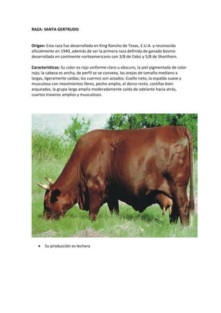 RAZA: SANTA GERTRUDIS
Origen: Esta raza fue desarrollada en King Rancho de Texas, E.U.A. y reconocida
oficialmente en 1940, además de ser la primera raza definida de ganado bovino
desarrollada en continente norteamericano con 3/8 de Cebú y 5/8 de Shorthorn.
Características: Su color es rojo uniforme claro u obscuro, la piel pigmentada de color
rojo; la cabeza es ancha, de perfil se ve convexa, las orejas de tamaño mediano a
largas, ligeramente caídas; los cuernos son astados. Cuello neto, la espalda suave y
musculosa con movimientos libres, pecho amplio, el dorso recto, costillas bien
arqueadas, la grupa larga amplia moderadamente caída de adelante hacia atrás,
cuartos traseros amplios y musculosos.
 Su producción es lechera
 
