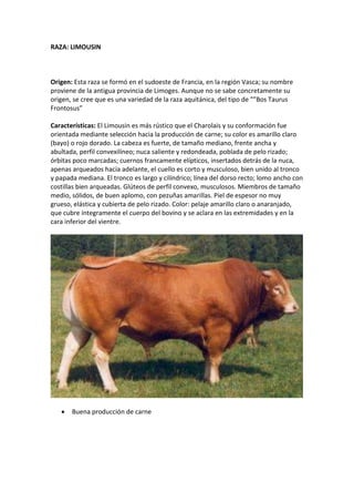 RAZA: LIMOUSIN
Origen: Esta raza se formó en el sudoeste de Francia, en la región Vasca; su nombre
proviene de la antigua provincia de Limoges. Aunque no se sabe concretamente su
origen, se cree que es una variedad de la raza aquitánica, del tipo de "”Bos Taurus
Frontosus”
Características: El Limousin es más rústico que el Charolais y su conformación fue
orientada mediante selección hacia la producción de carne; su color es amarillo claro
(bayo) o rojo dorado. La cabeza es fuerte, de tamaño mediano, frente ancha y
abultada, perfil convexilíneo; nuca saliente y redondeada, poblada de pelo rizado;
órbitas poco marcadas; cuernos francamente elípticos, insertados detrás de la nuca,
apenas arqueados hacia adelante, el cuello es corto y musculoso, bien unido al tronco
y papada mediana. El tronco es largo y cilíndrico; línea del dorso recto; lomo ancho con
costillas bien arqueadas. Glúteos de perfil convexo, musculosos. Miembros de tamaño
medio, sólidos, de buen aplomo, con pezuñas amarillas. Piel de espesor no muy
grueso, elástica y cubierta de pelo rizado. Color: pelaje amarillo claro o anaranjado,
que cubre íntegramente el cuerpo del bovino y se aclara en las extremidades y en la
cara inferior del vientre.
 Buena producción de carne
 