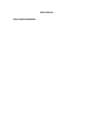 RAZAS CRIOLLAS
RAZA: BLANCO OREJINEGRO
 