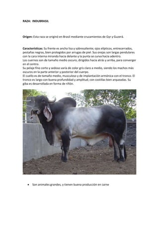 RAZA: INDUBRASIL
Origen: Esta raza se originó en Brasil mediante cruzamientos de Gyr y Guzerá.
Características: Su frente es ancha lisa y sobresaliente; ojos elípticos, entrecerrados,
pestañas negras, bien protegidos por arrugas de piel. Sus orejas son largas pendulares
con la cara interna mirando hacia delante y la punta se curva hacia adentro.
Los cuernos son de tamaño medio oscuro, dirigidos hacia atrás y arriba, para converger
en el centro.
Su pelaje fino corto y sedoso varía de color gris claro a medio, siendo los machos más
oscuros en la parte anterior y posterior del cuerpo.
El cuello es de tamaño medio, musculoso y de implantación armónica con el tronco. El
tronco es largo con buena profundidad y amplitud; con costillas bien arqueadas. Su
giba es desarrollada en forma de riñón.
 Son animales grandes, y tienen buena producción en carne
 