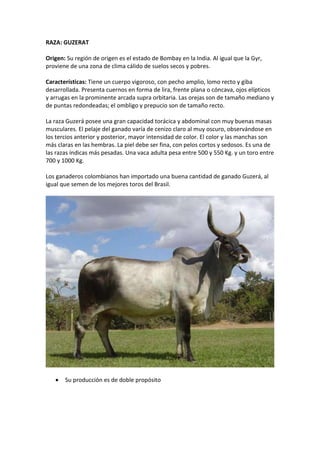 RAZA: GUZERAT
Origen: Su región de origen es el estado de Bombay en la India. Al igual que la Gyr,
proviene de una zona de clima cálido de suelos secos y pobres.
Características: Tiene un cuerpo vigoroso, con pecho amplio, lomo recto y giba
desarrollada. Presenta cuernos en forma de lira, frente plana o cóncava, ojos elípticos
y arrugas en la prominente arcada supra orbitaria. Las orejas son de tamaño mediano y
de puntas redondeadas; el ombligo y prepucio son de tamaño recto.
La raza Guzerá posee una gran capacidad torácica y abdominal con muy buenas masas
musculares. El pelaje del ganado varía de cenizo claro al muy oscuro, observándose en
los tercios anterior y posterior, mayor intensidad de color. El color y las manchas son
más claras en las hembras. La piel debe ser fina, con pelos cortos y sedosos. Es una de
las razas índicas más pesadas. Una vaca adulta pesa entre 500 y 550 Kg. y un toro entre
700 y 1000 Kg.
Los ganaderos colombianos han importado una buena cantidad de ganado Guzerá, al
igual que semen de los mejores toros del Brasil.
 Su producción es de doble propósito
 