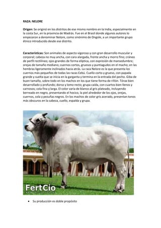 RAZA: NELORE
Origen: Se originó en los distritos de ese mismo nombre en la India, especialmente en
la costa Sur, en la provincia de Madrás. Fue en el Brasil donde algunos autores lo
empezaron a denominar Nelore, como sinónimo de Ongole, a un importante grupo
étnico introducido desde ese distrito.
Características: Son animales de aspecto vigoroso y con gran desarrollo muscular y
corporal; cabeza no muy ancha, con cara alargada, frente ancha y morro fino; cráneo
de perfil rectilíneo; ojos grandes de forma elíptica, con expresión de mansedumbre;
orejas de tamaño mediano; cuernos cortos, gruesos y puntiagudos en el macho; en las
hembras ligeramente inclinados hacia atrás. La raza Nelore es la que presenta los
cuernos más pequeños de todas las razas Cebú. Cuello corto y grueso, con papada
grande y suelta que se inicia en la garganta y termina en la entrada del pecho. Giba de
buen tamaño, sobre todo en los machos en los que tiene forma de riñón. Tórax bien
desarrollado y profundo; dorso y lomo recto; grupa caída, con cuartos bien llenos y
carnosos; cola fina y larga. El color varía de blanco al gris plateado, incluyendo
berreado en negro, presentando el hocico, la piel alrededor de los ojos, orejas,
cuernos, cola y pezuñas negros. En los machos de color gris acerado, presentan tonos
más obscuros en la cabeza, cuello, espalda y grupa.
 Su producción es doble propósito
 