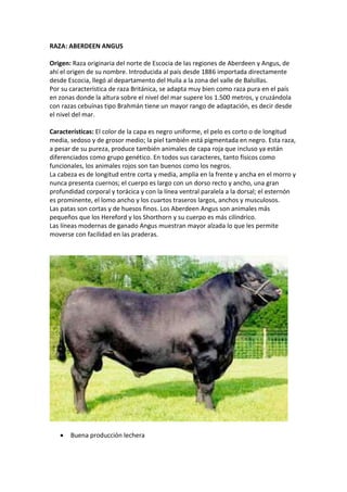 RAZA: ABERDEEN ANGUS
Origen: Raza originaria del norte de Escocia de las regiones de Aberdeen y Angus, de
ahí el origen de su nombre. Introducida al país desde 1886 importada directamente
desde Escocia, llegó al departamento del Huila a la zona del valle de Balsillas.
Por su característica de raza Británica, se adapta muy bien como raza pura en el país
en zonas donde la altura sobre el nivel del mar supere los 1.500 metros, y cruzándola
con razas cebuínas tipo Brahmán tiene un mayor rango de adaptación, es decir desde
el nivel del mar.
Características: El color de la capa es negro uniforme, el pelo es corto o de longitud
media, sedoso y de grosor medio; la piel también está pigmentada en negro. Esta raza,
a pesar de su pureza, produce también animales de capa roja que incluso ya están
diferenciados como grupo genético. En todos sus caracteres, tanto físicos como
funcionales, los animales rojos son tan buenos como los negros.
La cabeza es de longitud entre corta y media, amplia en la frente y ancha en el morro y
nunca presenta cuernos; el cuerpo es largo con un dorso recto y ancho, una gran
profundidad corporal y torácica y con la línea ventral paralela a la dorsal; el esternón
es prominente, el lomo ancho y los cuartos traseros largos, anchos y musculosos.
Las patas son cortas y de huesos finos. Los Aberdeen Angus son animales más
pequeños que los Hereford y los Shorthorn y su cuerpo es más cilíndrico.
Las líneas modernas de ganado Angus muestran mayor alzada lo que les permite
moverse con facilidad en las praderas.
 Buena producción lechera
 