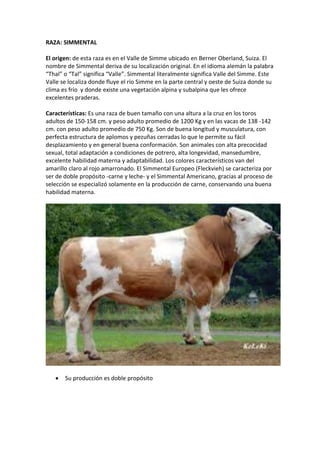RAZA: SIMMENTAL
El origen: de esta raza es en el Valle de Simme ubicado en Berner Oberland, Suiza. El
nombre de Simmental deriva de su localización original. En el idioma alemán la palabra
“Thal” o “Tal” significa “Valle”. Simmental literalmente significa Valle del Simme. Este
Valle se localiza donde fluye el río Simme en la parte central y oeste de Suiza donde su
clima es frío y donde existe una vegetación alpina y subalpina que les ofrece
excelentes praderas.
Características: Es una raza de buen tamaño con una altura a la cruz en los toros
adultos de 150-158 cm. y peso adulto promedio de 1200 Kg y en las vacas de 138 -142
cm. con peso adulto promedio de 750 Kg. Son de buena longitud y musculatura, con
perfecta estructura de aplomos y pezuñas cerradas lo que le permite su fácil
desplazamiento y en general buena conformación. Son animales con alta precocidad
sexual, total adaptación a condiciones de potrero, alta longevidad, mansedumbre,
excelente habilidad materna y adaptabilidad. Los colores característicos van del
amarillo claro al rojo amarronado. El Simmental Europeo (Fleckvieh) se caracteriza por
ser de doble propósito -carne y leche- y el Simmental Americano, gracias al proceso de
selección se especializó solamente en la producción de carne, conservando una buena
habilidad materna.
 Su producción es doble propósito
 