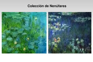 Colección de Nenúfares
 
