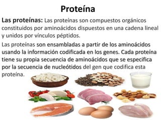 Proteína
Las proteínas: Las proteínas son compuestos orgánicos
constituidos por aminoácidos dispuestos en una cadena lineal
y unidos por vínculos péptidos.
Las proteínas son ensambladas a partir de los aminoácidos
usando la información codificada en los genes. Cada proteína
tiene su propia secuencia de aminoácidos que se especifica
por la secuencia de nucleótidos del gen que codifica esta
proteína.
 
