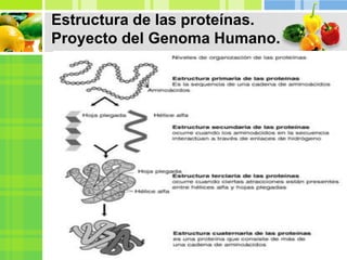 Estructura de las proteínas.
Proyecto del Genoma Humano.
 