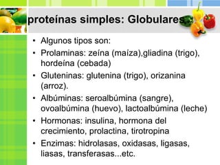 proteínas simples: Globulares
• Algunos tipos son:
• Prolaminas: zeína (maíza),gliadina (trigo),
hordeína (cebada)
• Gluteninas: glutenina (trigo), orizanina
(arroz).
• Albúminas: seroalbúmina (sangre),
ovoalbúmina (huevo), lactoalbúmina (leche)
• Hormonas: insulina, hormona del
crecimiento, prolactina, tirotropina
• Enzimas: hidrolasas, oxidasas, ligasas,
liasas, transferasas...etc.
 