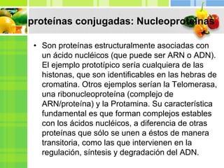 proteínas conjugadas: Nucleoproteínas
• Son proteínas estructuralmente asociadas con
un ácido nucléicos (que puede ser ARN o ADN).
El ejemplo prototípico sería cualquiera de las
histonas, que son identificables en las hebras de
cromatina. Otros ejemplos serían la Telomerasa,
una ribonucleoproteína (complejo de
ARN/proteína) y la Protamina. Su característica
fundamental es que forman complejos estables
con los ácidos nucléicos, a diferencia de otras
proteínas que sólo se unen a éstos de manera
transitoria, como las que intervienen en la
regulación, síntesis y degradación del ADN.
 